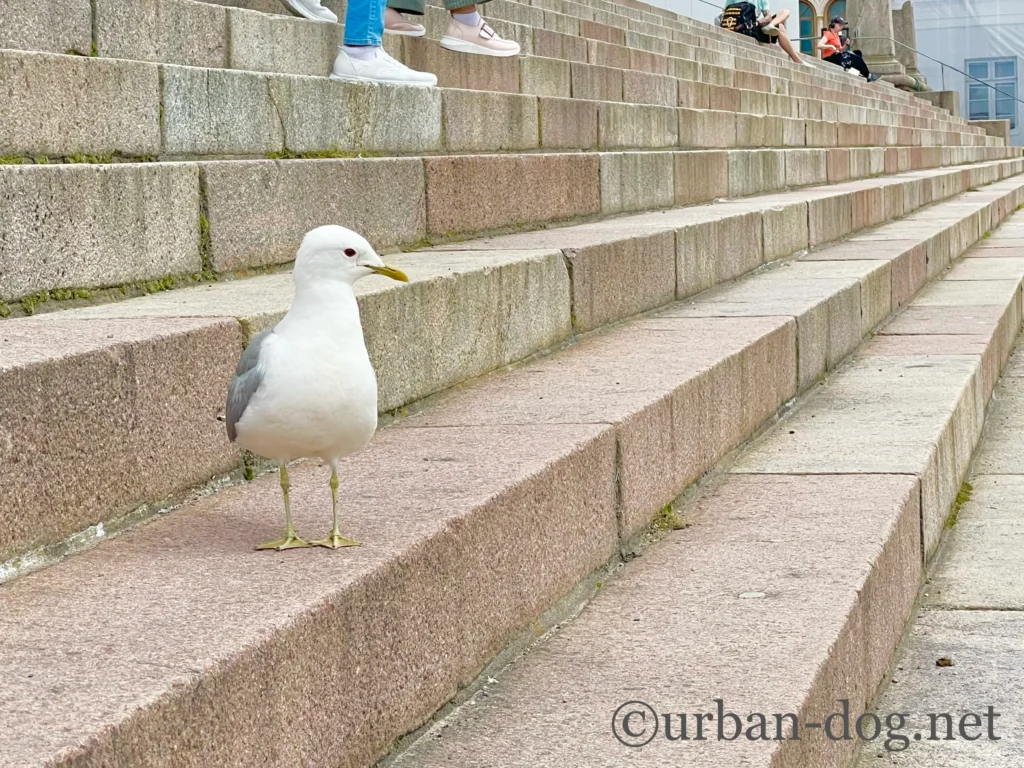 元老院広場のカモメ